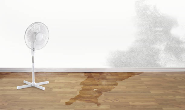 Best Water damage restoration near me  in Milan, NM